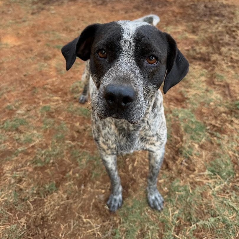 Margo, a ADOPTABLE mixed breed in Sentinel, OK image 5/5