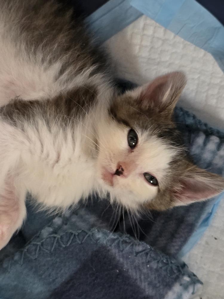 Enlarge Squirtle, a Adoptable Domestic Short Hair in Metamora, IL image 1/1