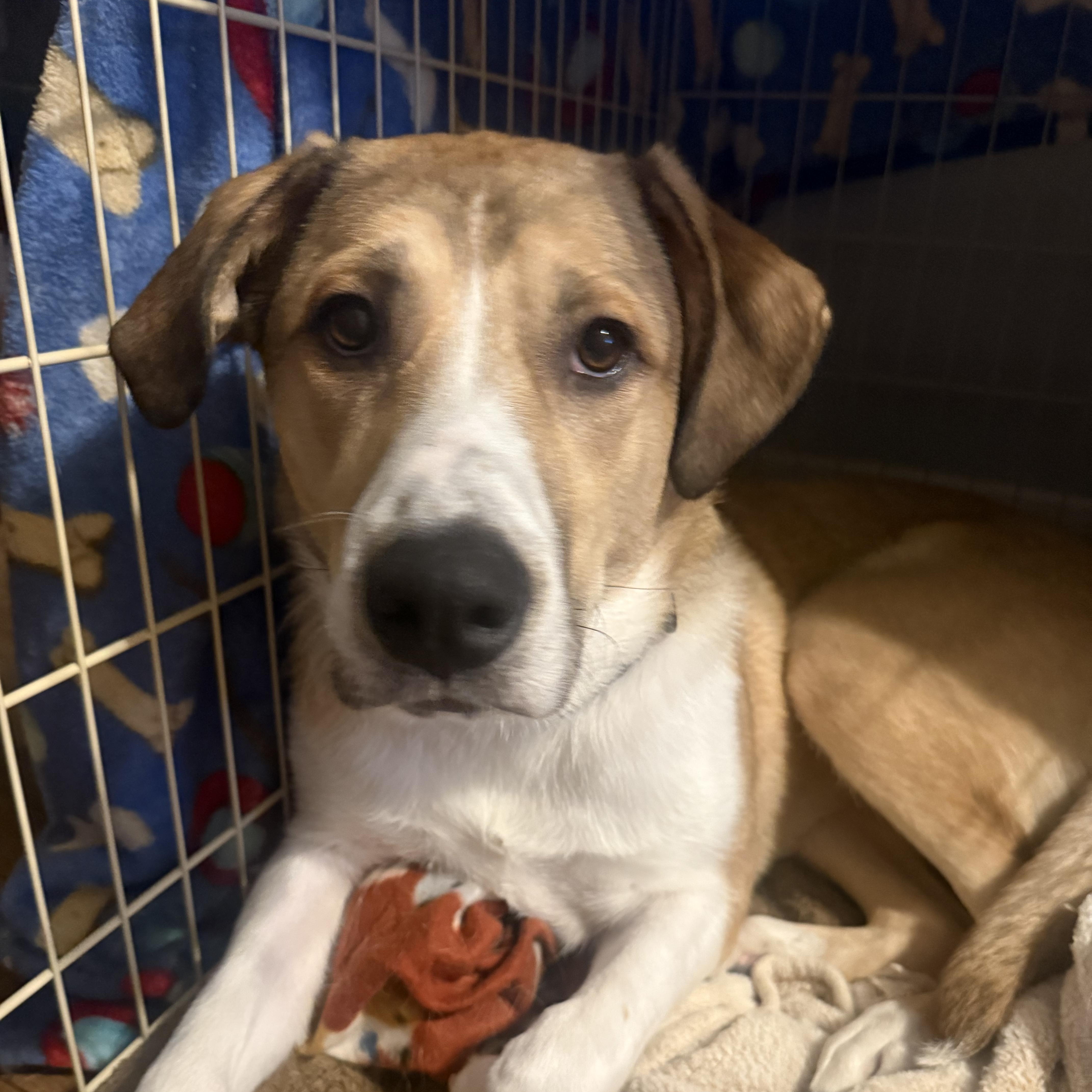 Enlarge Betsy, an adoptable Hound in Oswego, IL image 2/3