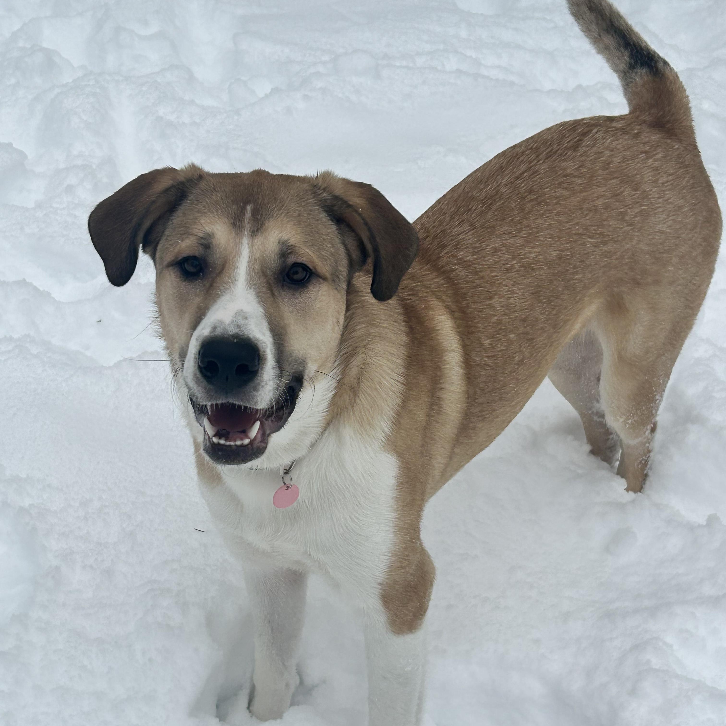 Betsy, adoptable, Puppy Female Hound.