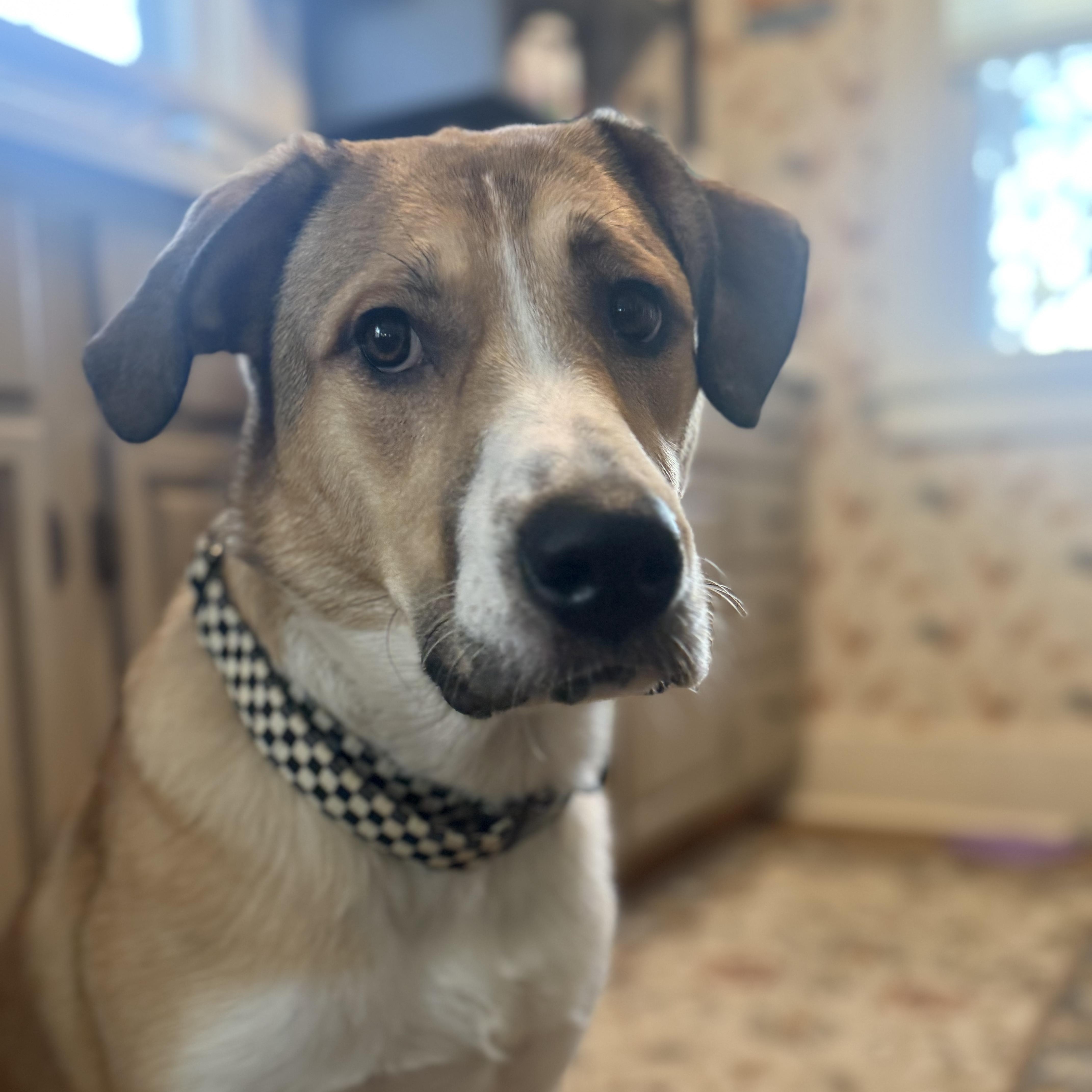 Enlarge Betsy, an adoptable Hound in Oswego, IL image 3/3