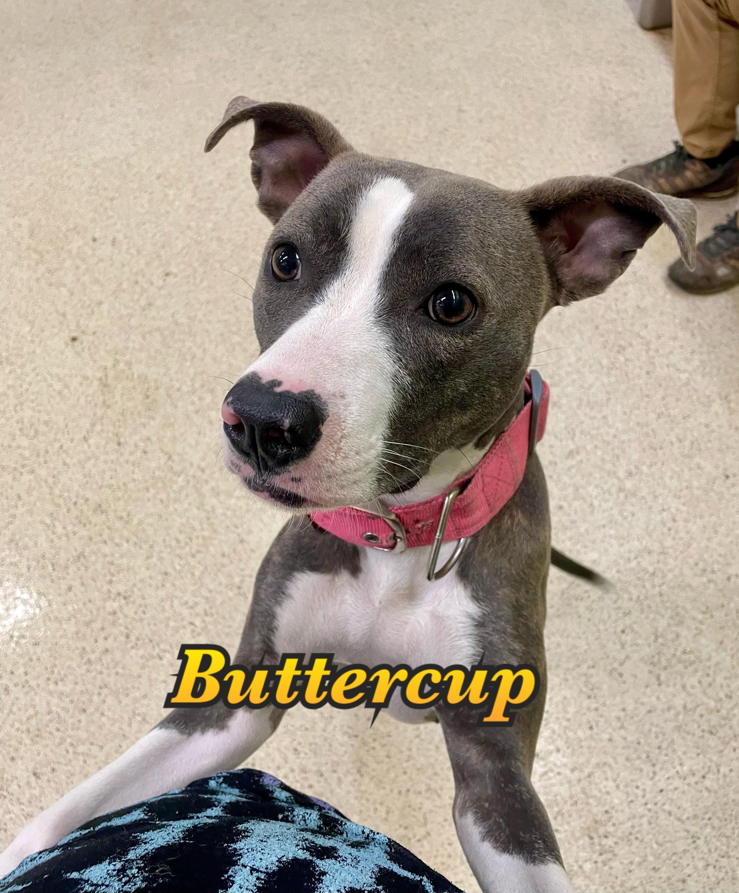 Buttercup