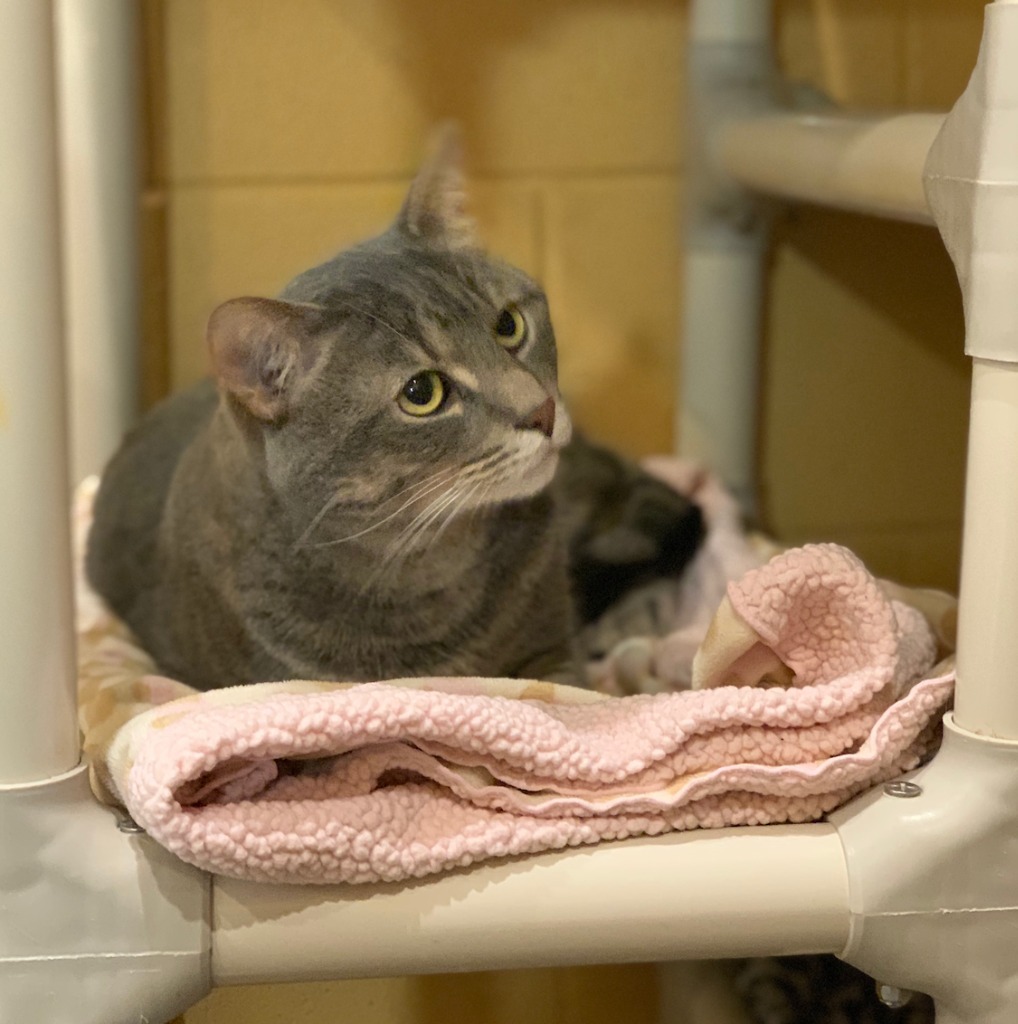 Limerick, an adoptable Domestic Short Hair in South Bend, IN, 46614 | Photo Image 4