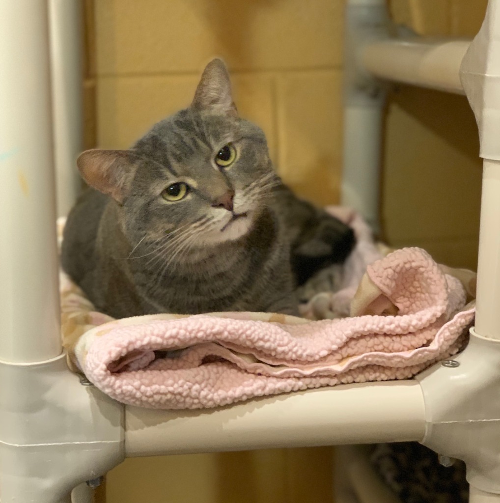 Limerick, an adoptable Domestic Short Hair in South Bend, IN, 46614 | Photo Image 6