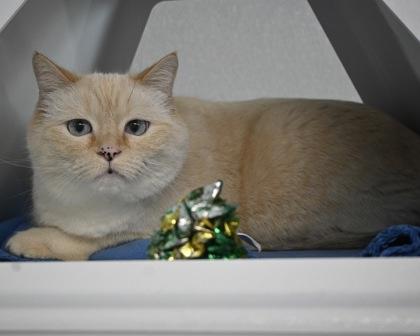 Enlarge COMET, a Adoptable mixed breed in West Seneca, NY image 1/3