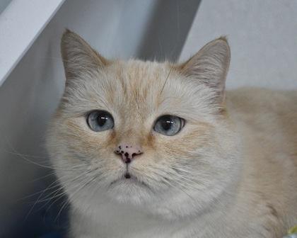 Enlarge COMET, a Adoptable mixed breed in West Seneca, NY image 2/3