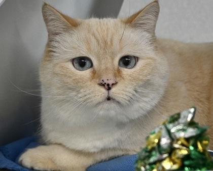 Enlarge COMET, a Adoptable mixed breed in West Seneca, NY image 3/3