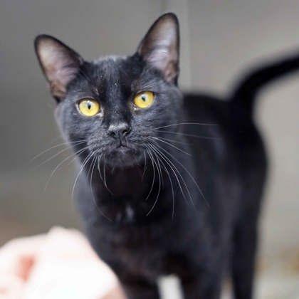 Tommy, Adoptable, Young Male Domestic Short Hair.