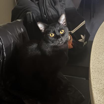 Enlarge Tommy, a Adoptable mixed breed in Atlanta, GA image 2/2