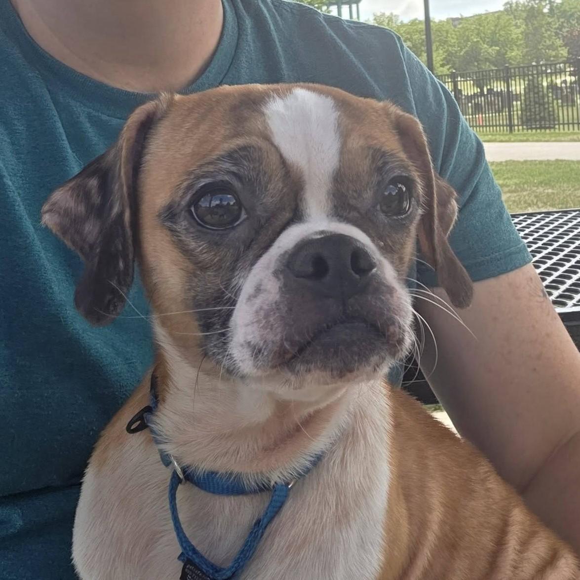 Diesel, ADOPTABLE, Young Male Pug.