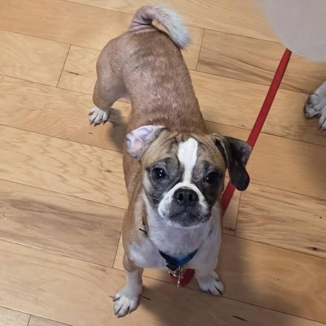 Diesel, a ADOPTABLE mixed breed in Grafton, OH image 3/3