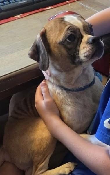 Diesel, a ADOPTABLE mixed breed in Grafton, OH image 2/3