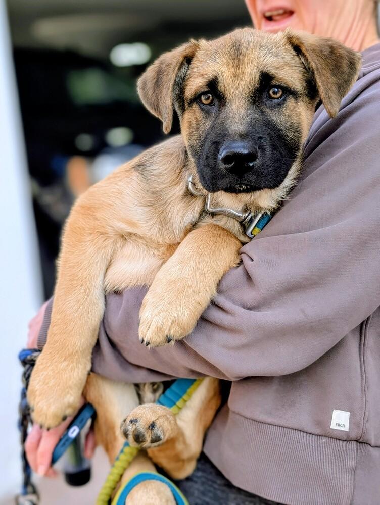 Enlarge Russell Griswold from Wortham, a Adoptable mixed breed in Denver, CO image 1/6