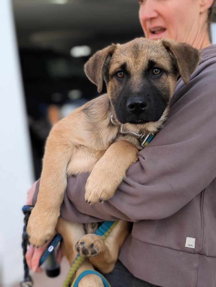 Enlarge Russell Griswold from Wortham, a Adoptable mixed breed in Denver, CO image 2/6