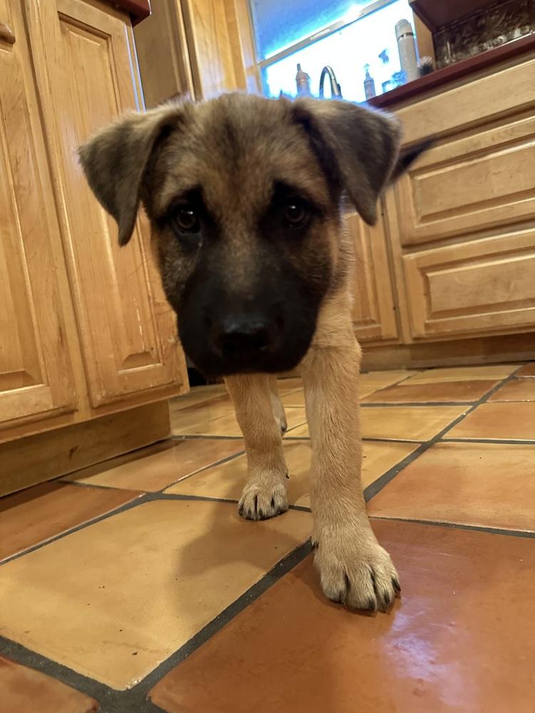 Enlarge Russell Griswold from Wortham, a Adoptable mixed breed in Denver, CO image 3/6