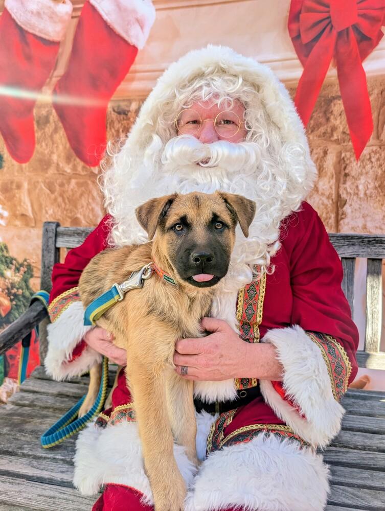 Enlarge Russell Griswold from Wortham, a Adoptable mixed breed in Denver, CO image 4/6