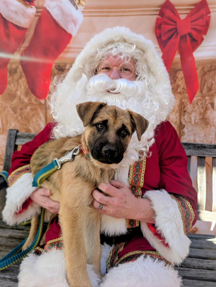 Enlarge Russell Griswold from Wortham, a Adoptable mixed breed in Denver, CO image 5/6