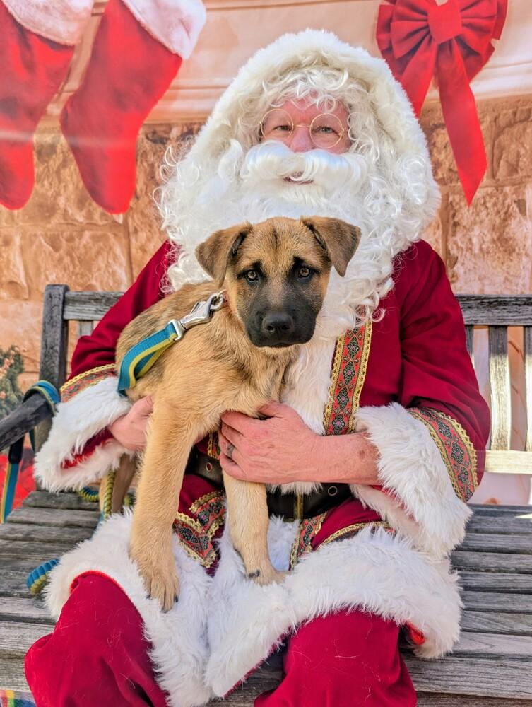 Enlarge Russell Griswold from Wortham, a Adoptable mixed breed in Denver, CO image 6/6