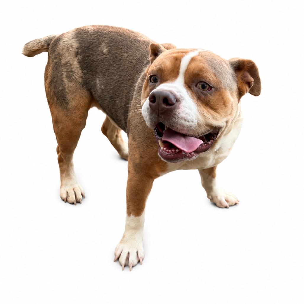 Beluga, Adoptable, Adult Male English Bulldog & Mixed Breed.