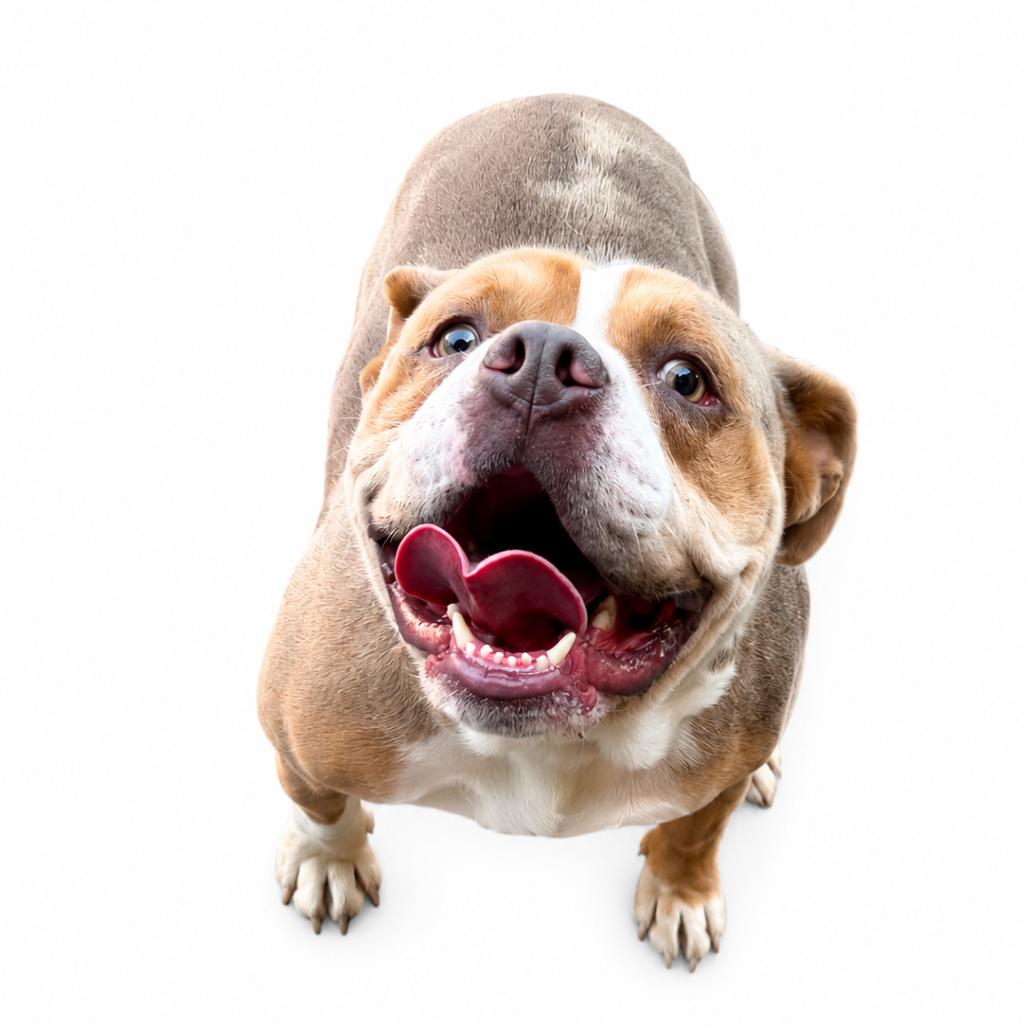 Enlarge Beluga, a Adoptable mixed breed in Mooresville, NC image 2/6
