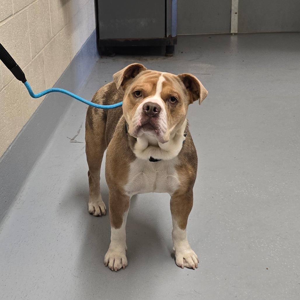 Enlarge Beluga, a Adoptable mixed breed in Mooresville, NC image 3/6