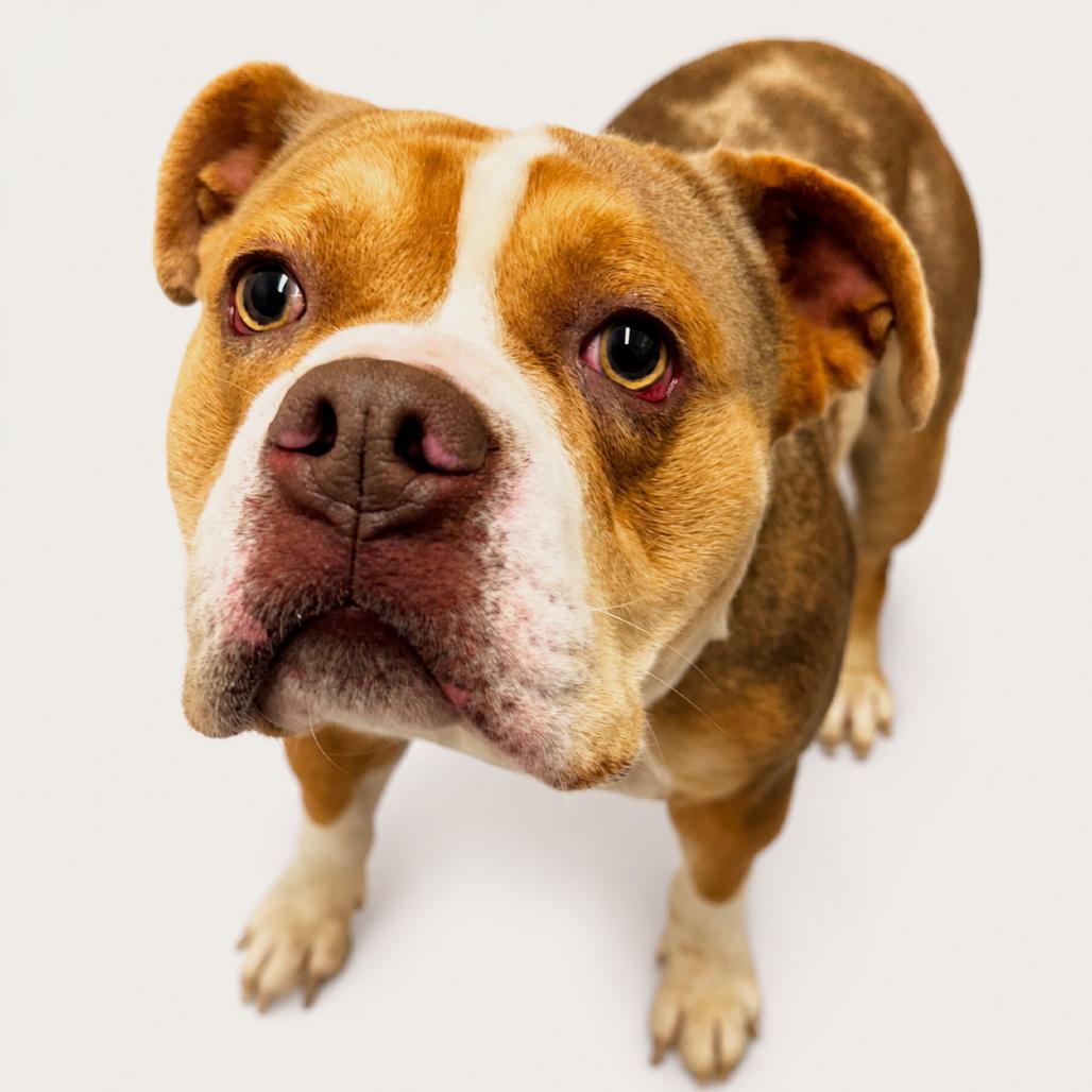 Enlarge Beluga, a Adoptable mixed breed in Mooresville, NC image 4/6
