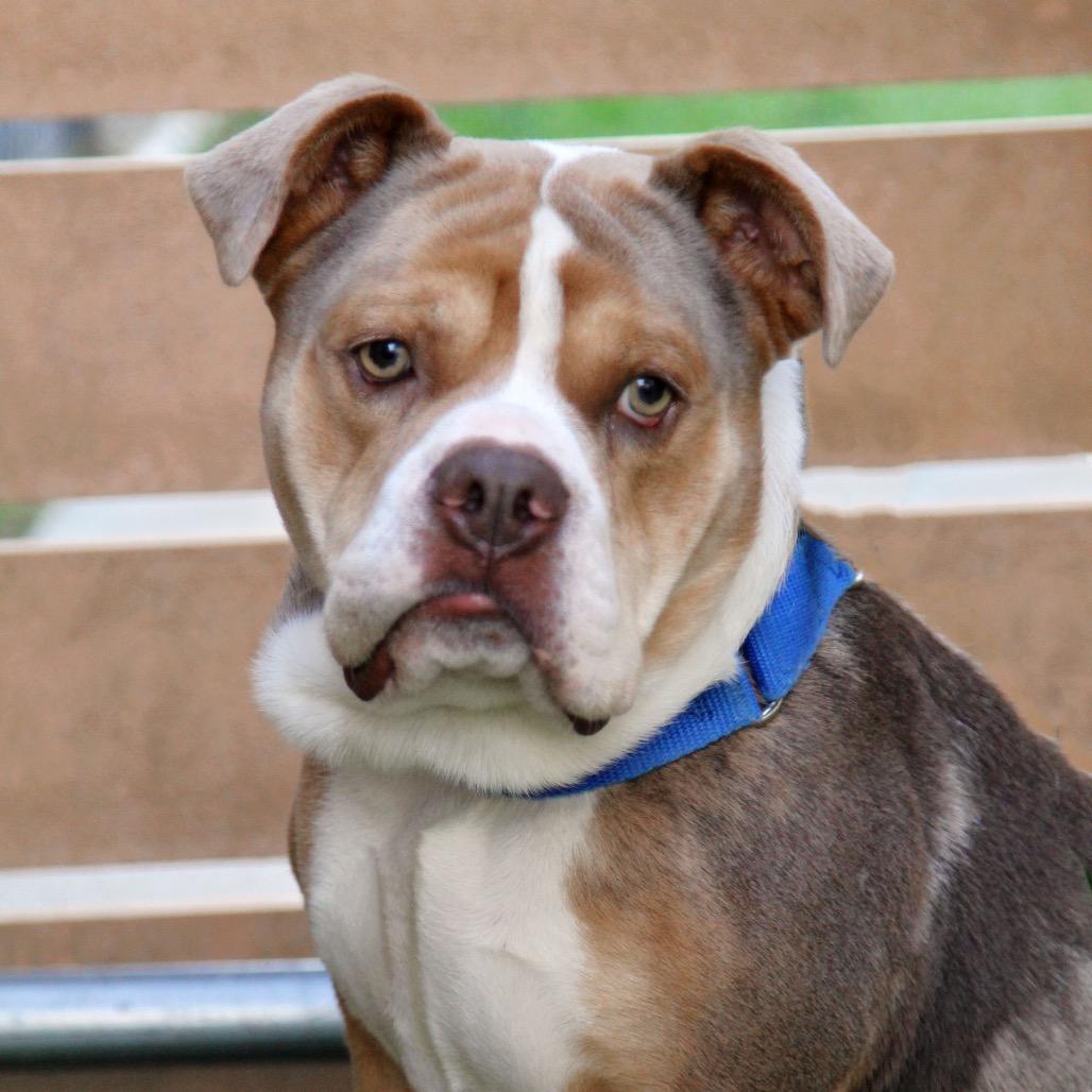 Enlarge Beluga, a Adoptable mixed breed in Mooresville, NC image 5/6