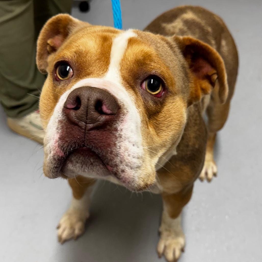 Enlarge Beluga, a Adoptable mixed breed in Mooresville, NC image 6/6