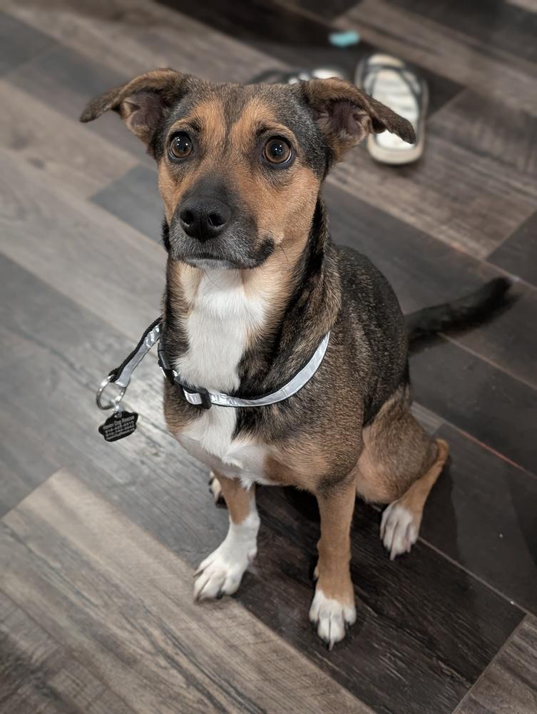 Enlarge Sienna, a Adoptable mixed breed in Roseville, CA image 1/5