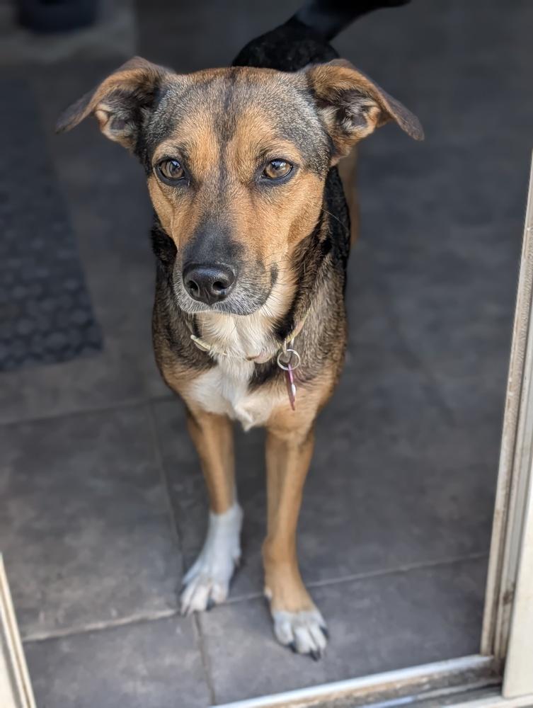 Enlarge Sienna, a Adoptable mixed breed in Roseville, CA image 2/5