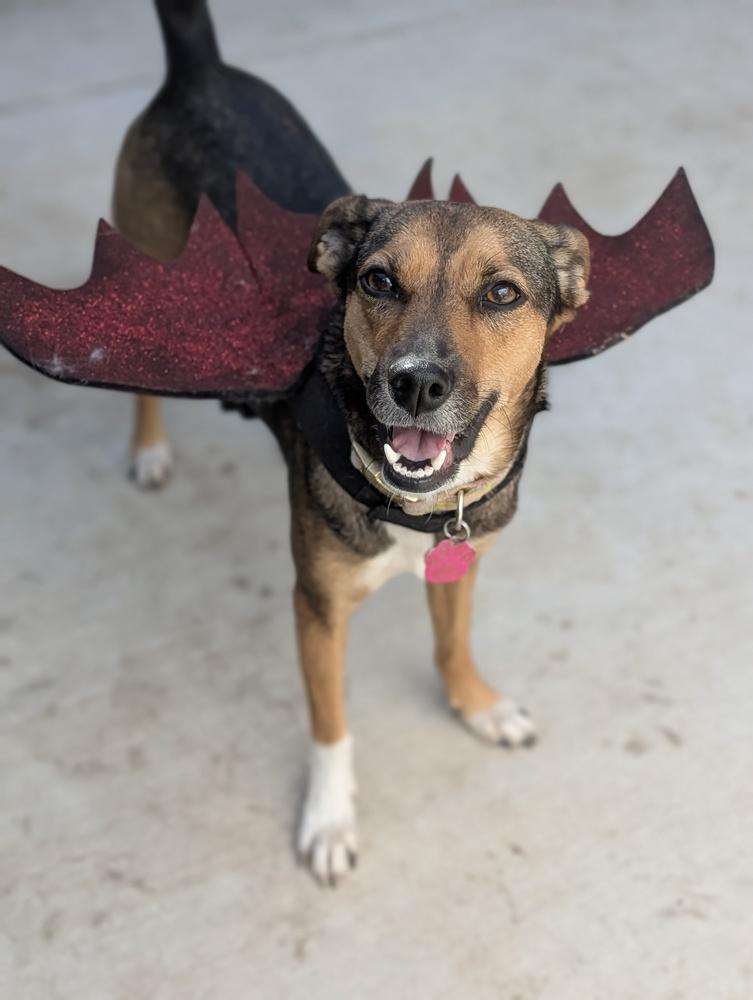 Enlarge Sienna, a Adoptable mixed breed in Roseville, CA image 3/5