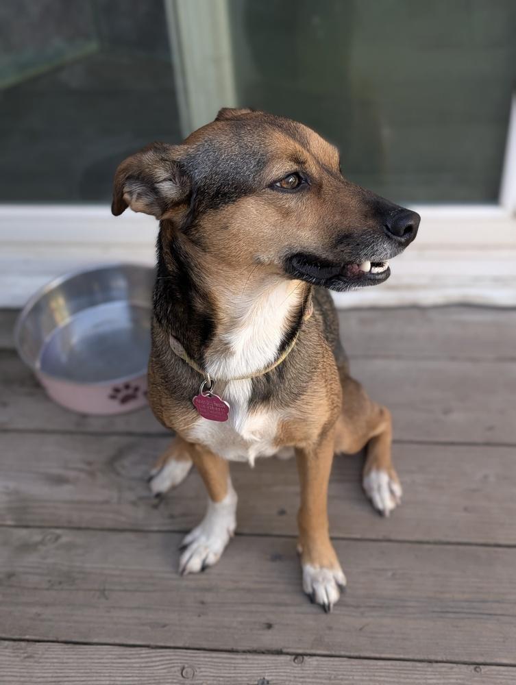 Enlarge Sienna, a Adoptable mixed breed in Roseville, CA image 4/5
