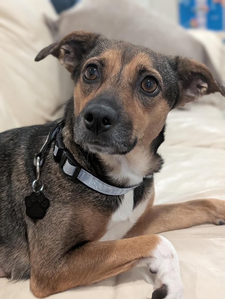 Enlarge Sienna, a Adoptable mixed breed in Roseville, CA image 5/5