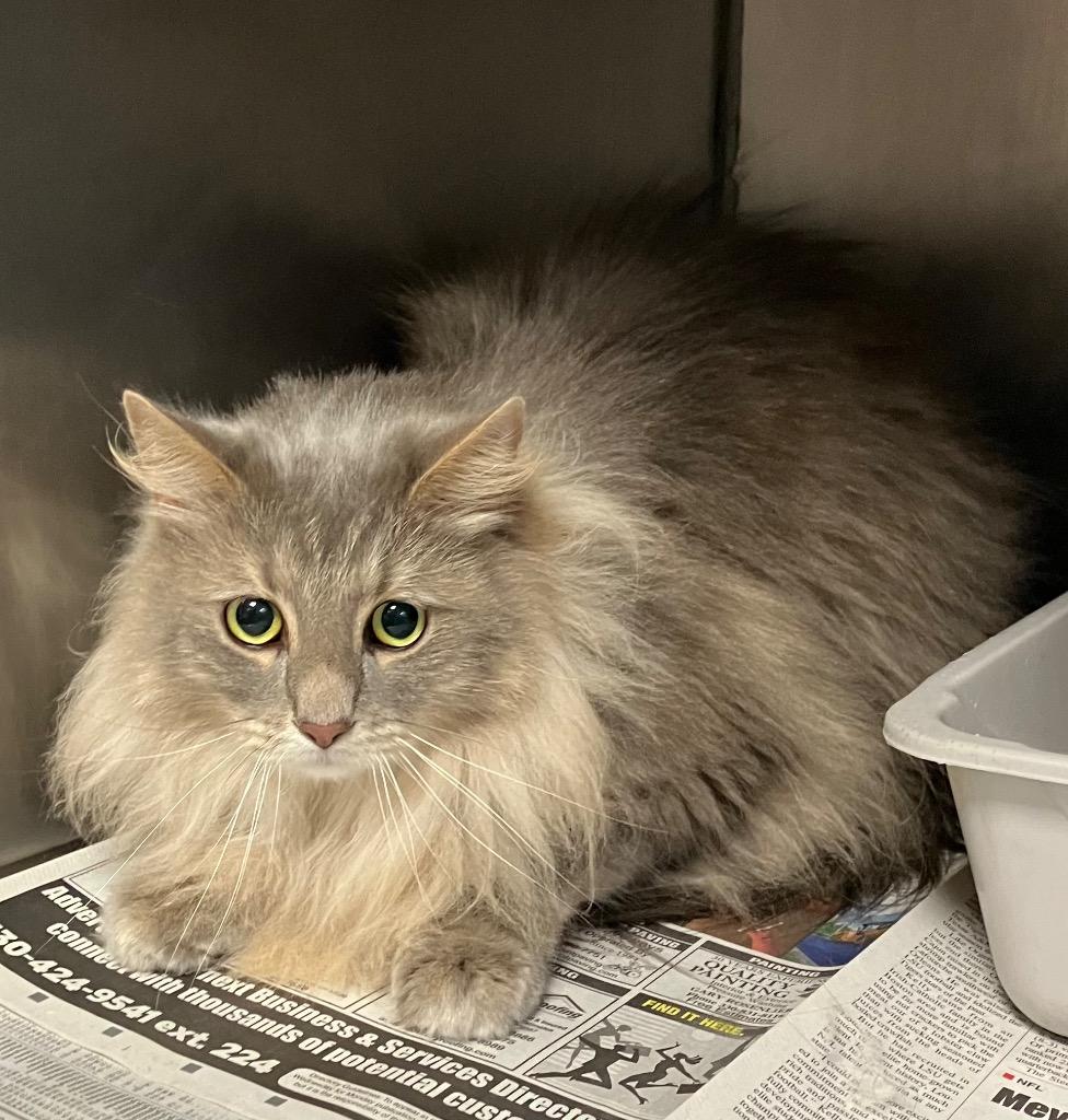 Enlarge Juju, a Adoptable Domestic Long Hair in New Manchester, WV image 1/1