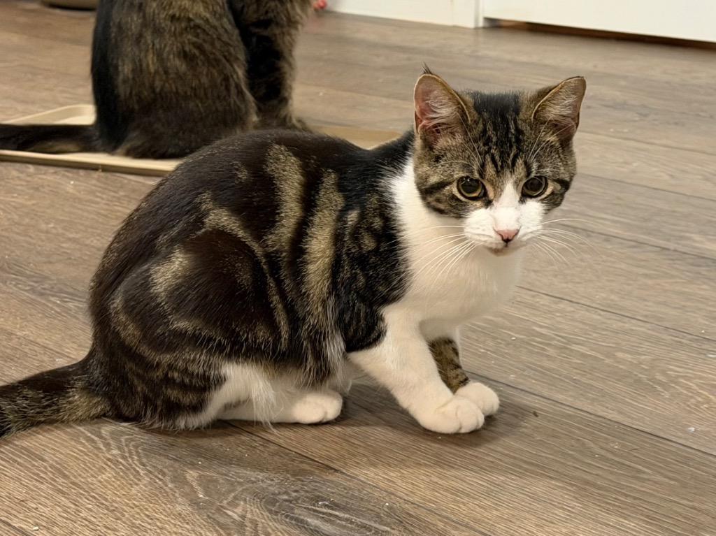 Gretchen, Adoptable, Kitten Female Domestic Short Hair.