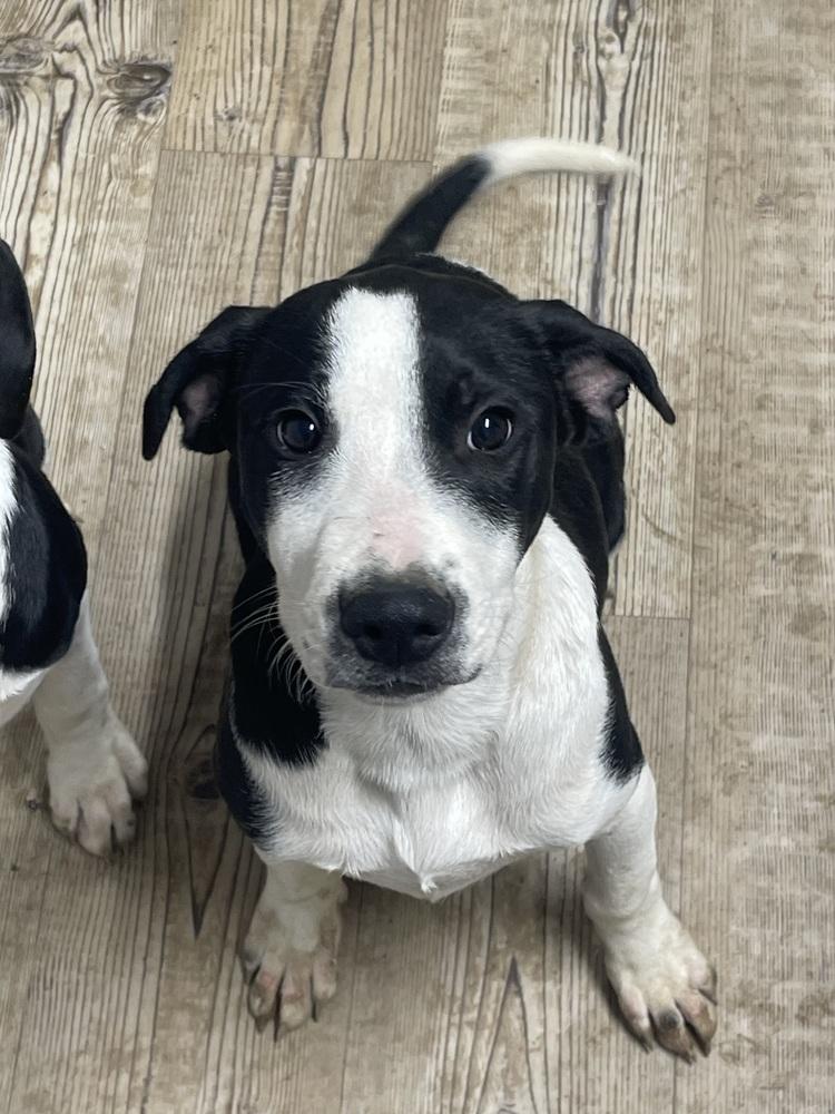 Enlarge Proctor, a Adoptable mixed breed in Bolivar, MO image 1/4