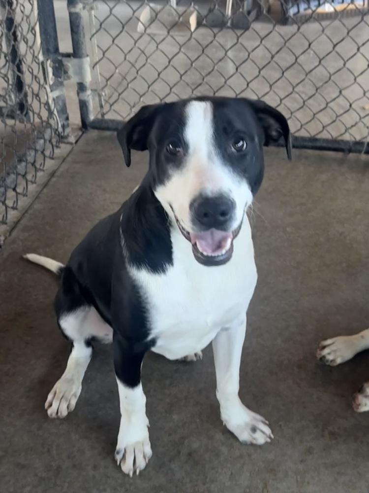 Enlarge Proctor, a Adoptable mixed breed in Bolivar, MO image 3/4