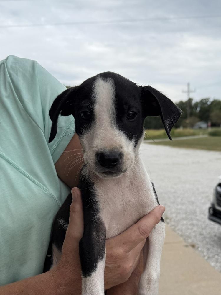 Proctor — thumbnail 4