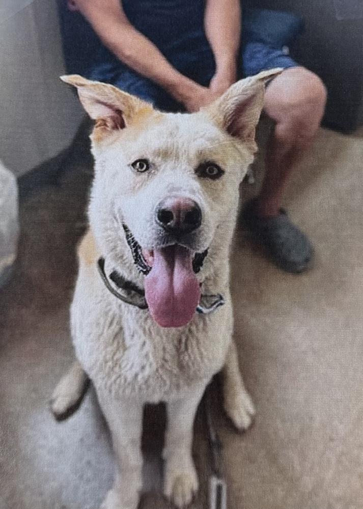 Enlarge Oso +, a Adoptable mixed breed in Fort Madison, IA image 1/1