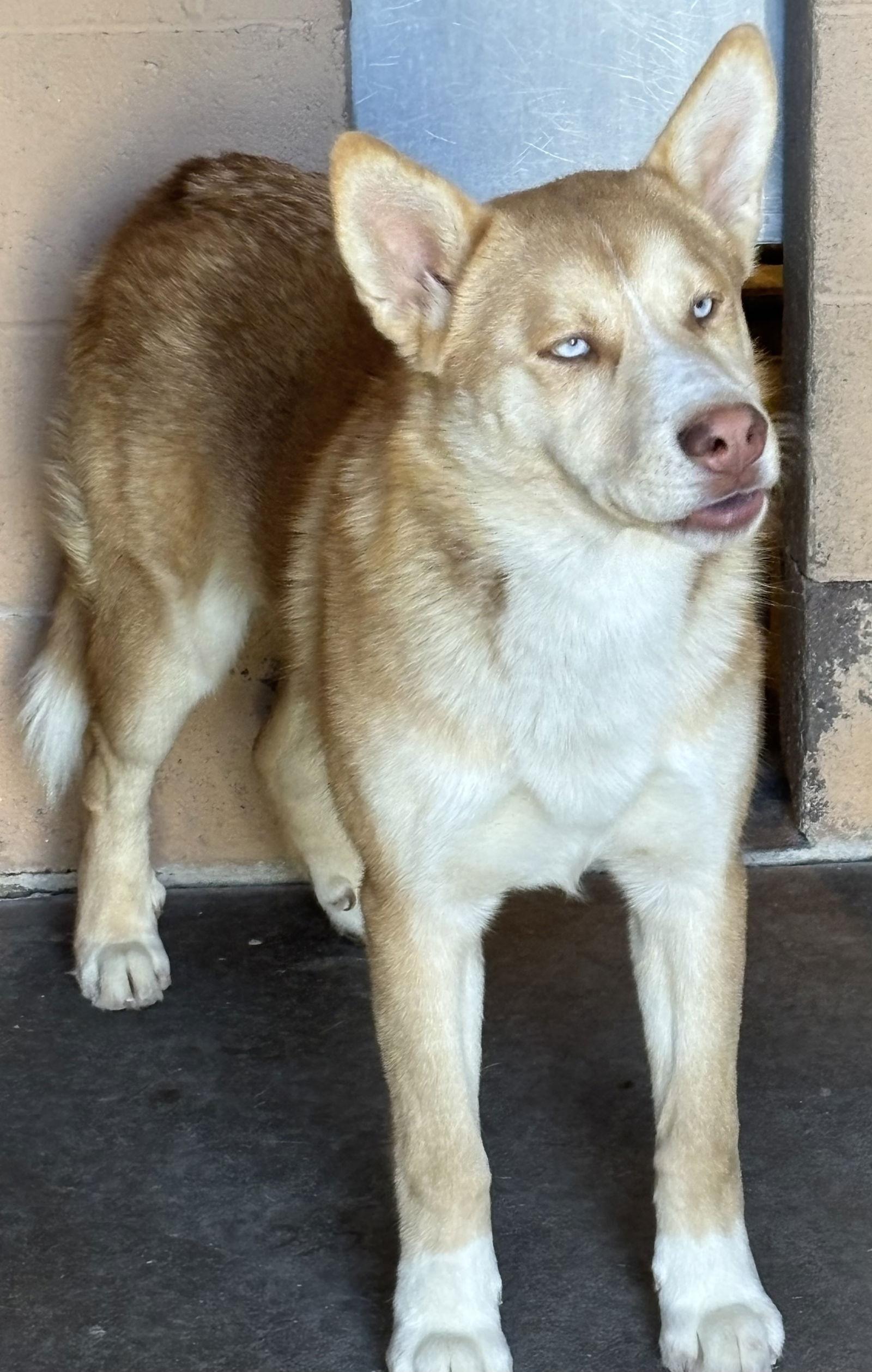Enlarge Valkyrie, a Adoptable Husky in Las Vegas, NM image 2/3