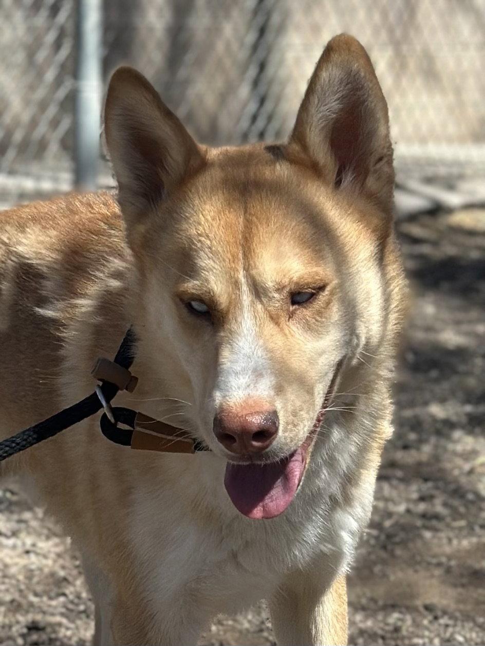 Valkyrie, a Adoptable Husky in Las Vegas, NM image 2/3