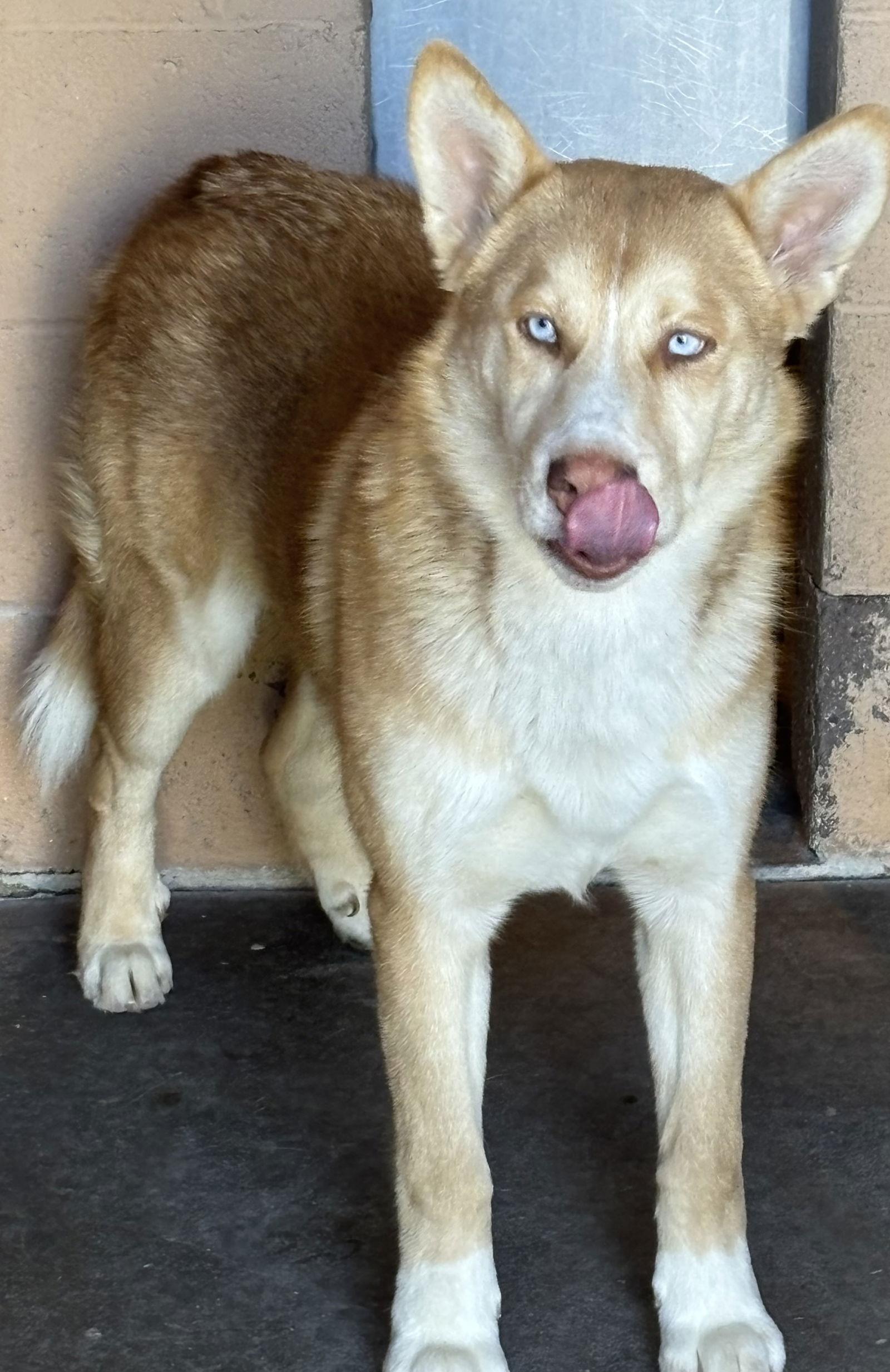 Enlarge Valkyrie, a Adoptable Husky in Las Vegas, NM image 3/3