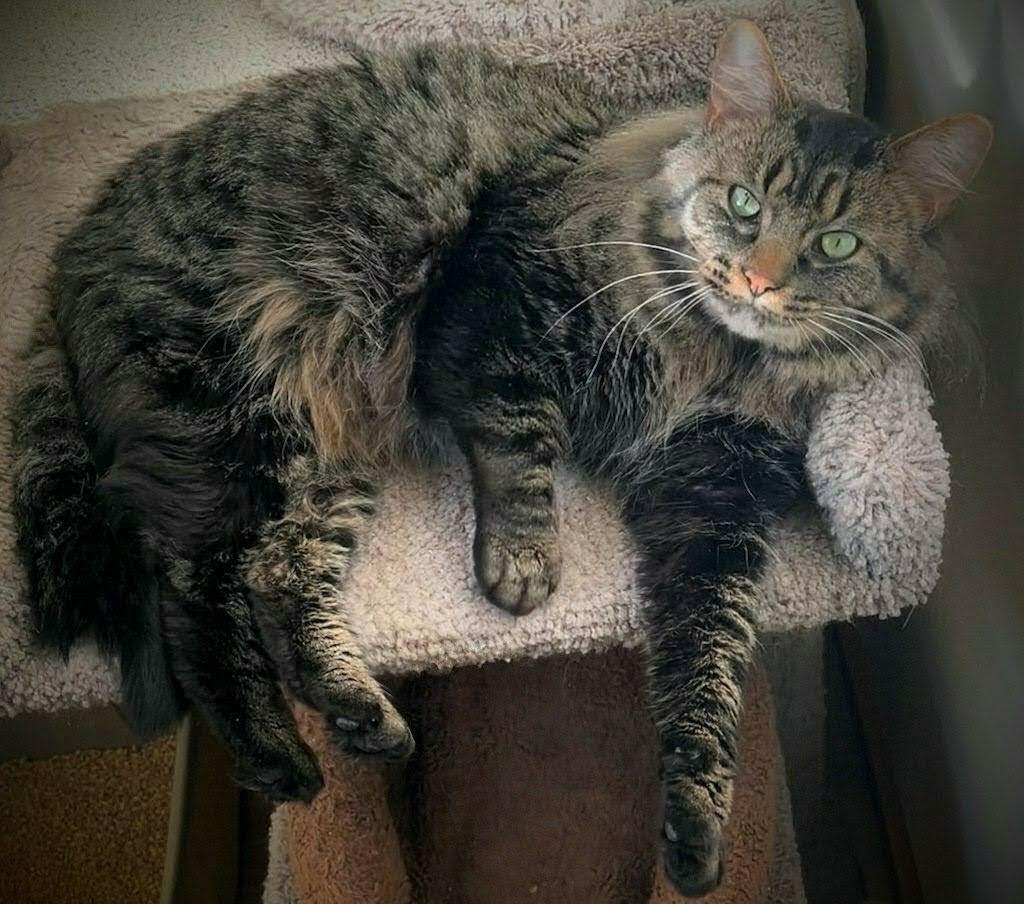 Charlie, ADOPTABLE, Adult Male Maine Coon & Norwegian Forest Cat.