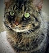 Enlarge Charlie, an adoptable mixed breed in Bow, WA image 4/5