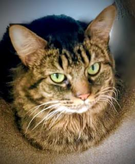 Enlarge Charlie, an adoptable mixed breed in Bow, WA image 3/5