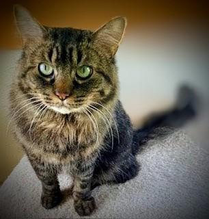 Enlarge Charlie, an adoptable mixed breed in Bow, WA image 5/5