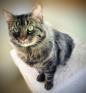 Enlarge Charlie, an adoptable mixed breed in Bow, WA image 1/5