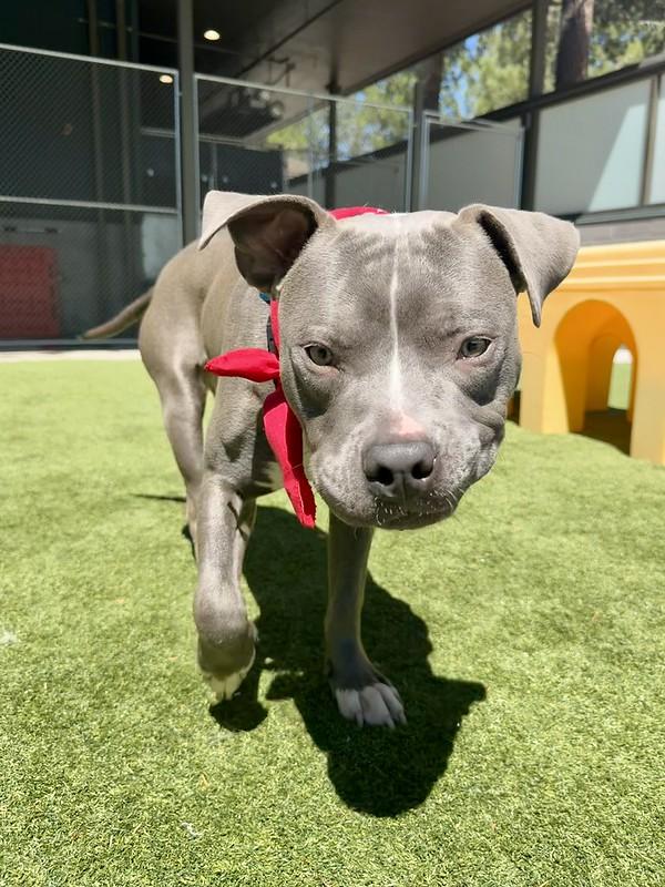 Luke, an adopted Mixed Breed in Truckee, CA image 5/6
