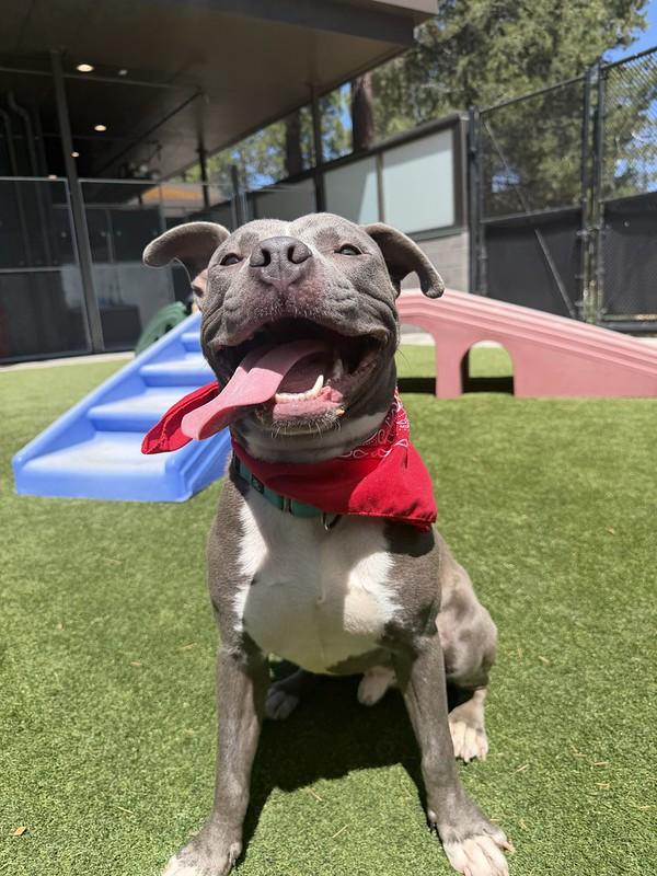 Luke, adopted, Adult Male Mixed Breed.