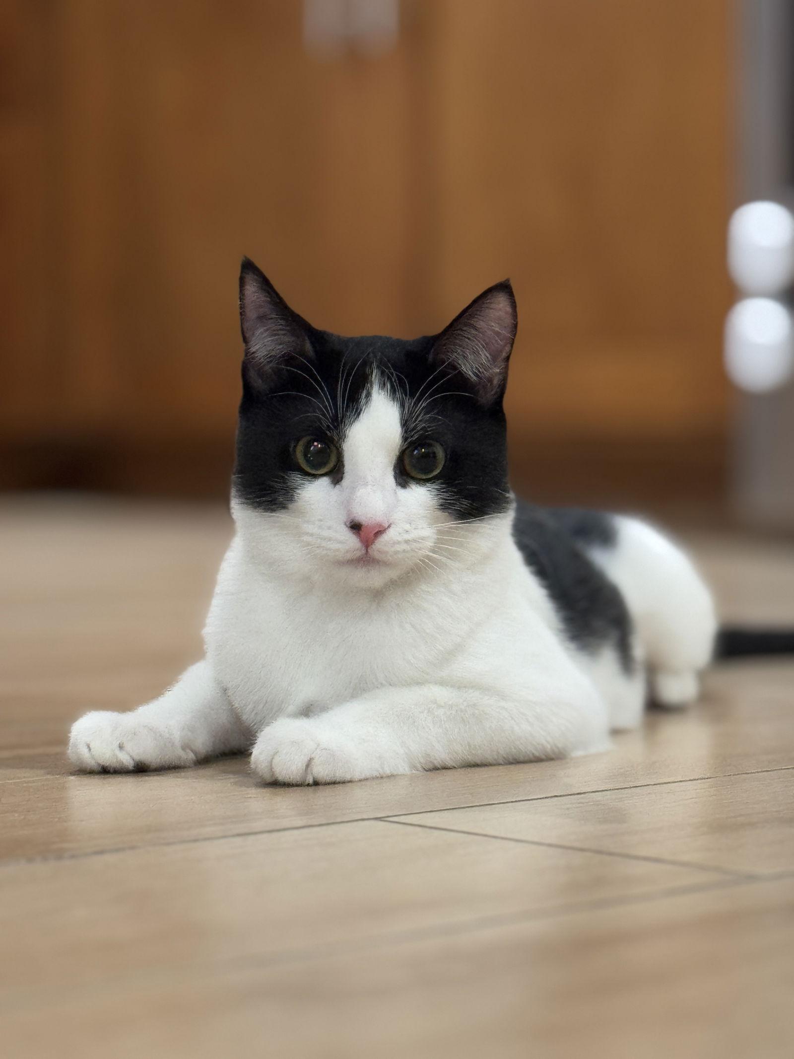 Becca ( Gene Napa), a Adopted Domestic Short Hair in Vallejo, CA image 1/3